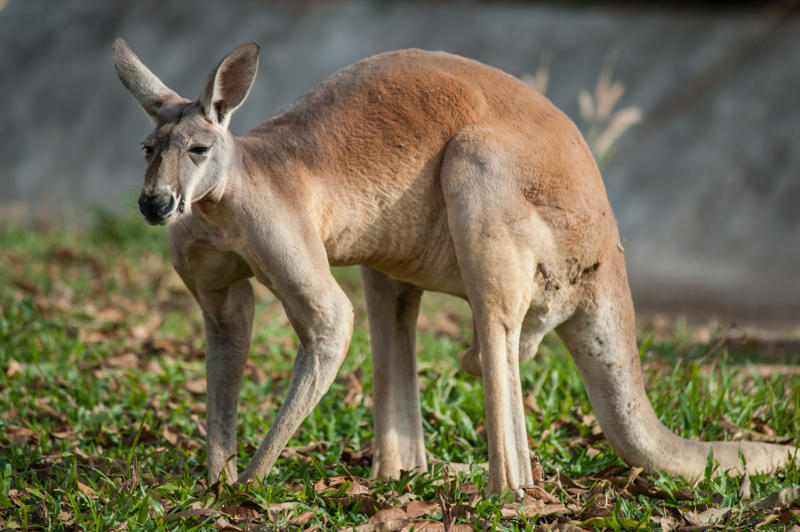 Biggest marsupial, Red kangaroo, Biggest lizard, Biggest bird, Biggest butterfly, Biggest animal on Earth, Biggest primate, Biggest rodent, Biggest bat, Biggest snake, Biggest fish, Biggest jellyfish, Biggest arthropod, Biggest bivalve