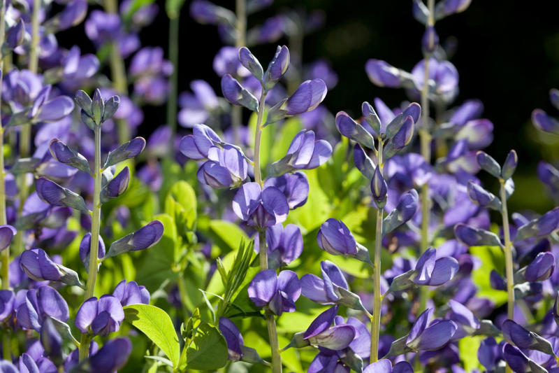 26) False Indigo (Baptisia) 1) Bearded Iris, 2) Rudbeckia Hirta (Black-Eyed Susan), 3) Hydrangeas, 4) Lavender, 6) Astereae (Asters), 7) Daffodils, 8) Monarda Didyma (Bee Balms), 9) Achillea (Yarrow), 10) Allium, 11) Tulips, 12) Solidago (Goldenrod), 14) Digitalis Dalmatian (Foxglove), 15) Leucanthemum (Shasta Daisy), 16) Stonecrop (Sedum), 17) Daylily (Hemerocallis), 18) Phlox, 19) Lupines, 20) Echinacea (Coneflowers), 21) Butterfly Bush (Summer Lilacs), 22) Hostas, 23) Mother of Thyme, 24) Clematis, 25) Amsonia (Blue Star), 26) False Indigo (Baptisia), 27) Coreopsis (Tickseed), 28) Salvias (Sage)