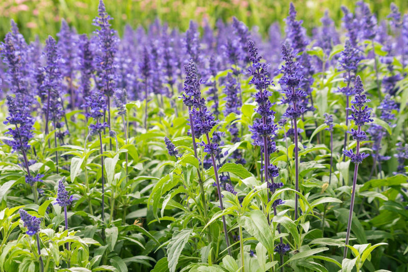 28) Salvias (Sage) 1) Bearded Iris, 2) Rudbeckia Hirta (Black-Eyed Susan), 3) Hydrangeas, 4) Lavender, 6) Astereae (Asters), 7) Daffodils, 8) Monarda Didyma (Bee Balms), 9) Achillea (Yarrow), 10) Allium, 11) Tulips, 12) Solidago (Goldenrod), 14) Digitalis Dalmatian (Foxglove), 15) Leucanthemum (Shasta Daisy), 16) Stonecrop (Sedum), 17) Daylily (Hemerocallis), 18) Phlox, 19) Lupines, 20) Echinacea (Coneflowers), 21) Butterfly Bush (Summer Lilacs), 22) Hostas, 23) Mother of Thyme, 24) Clematis, 25) Amsonia (Blue Star), 26) False Indigo (Baptisia), 27) Coreopsis (Tickseed), 28) Salvias (Sage)