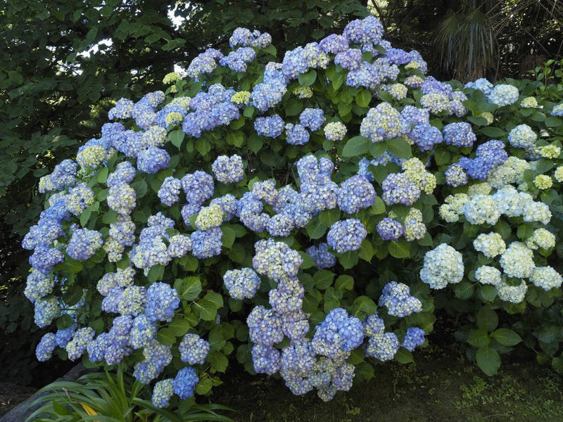 3) Hydrangeas 1) Bearded Iris, 2) Rudbeckia Hirta (Black-Eyed Susan), 3) Hydrangeas, 4) Lavender, 6) Astereae (Asters), 7) Daffodils, 8) Monarda Didyma (Bee Balms), 9) Achillea (Yarrow), 10) Allium, 11) Tulips, 12) Solidago (Goldenrod), 14) Digitalis Dalmatian (Foxglove), 15) Leucanthemum (Shasta Daisy), 16) Stonecrop (Sedum), 17) Daylily (Hemerocallis), 18) Phlox, 19) Lupines, 20) Echinacea (Coneflowers), 21) Butterfly Bush (Summer Lilacs), 22) Hostas, 23) Mother of Thyme, 24) Clematis, 25) Amsonia (Blue Star), 26) False Indigo (Baptisia), 27) Coreopsis (Tickseed), 28) Salvias (Sage)