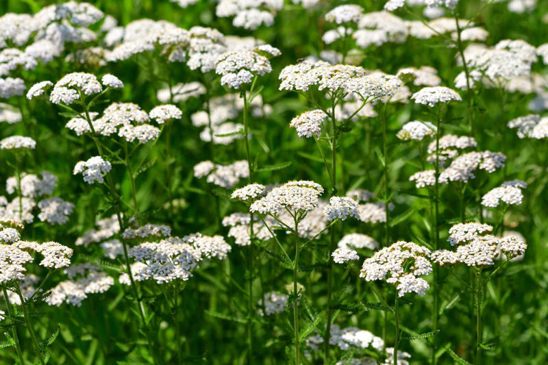 9) Achillea (Yarrow) 1) Bearded Iris, 2) Rudbeckia Hirta (Black-Eyed Susan), 3) Hydrangeas, 4) Lavender, 6) Astereae (Asters), 7) Daffodils, 8) Monarda Didyma (Bee Balms), 9) Achillea (Yarrow), 10) Allium, 11) Tulips, 12) Solidago (Goldenrod), 14) Digitalis Dalmatian (Foxglove), 15) Leucanthemum (Shasta Daisy), 16) Stonecrop (Sedum), 17) Daylily (Hemerocallis), 18) Phlox, 19) Lupines, 20) Echinacea (Coneflowers), 21) Butterfly Bush (Summer Lilacs), 22) Hostas, 23) Mother of Thyme, 24) Clematis, 25) Amsonia (Blue Star), 26) False Indigo (Baptisia), 27) Coreopsis (Tickseed), 28) Salvias (Sage)