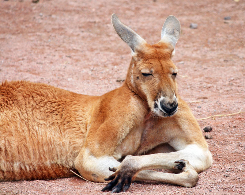 Biggest marsupial, Red kangaroo, Biggest lizard, Biggest bird, Biggest butterfly, Biggest animal on Earth, Biggest primate, Biggest rodent, Biggest bat, Biggest snake, Biggest fish, Biggest jellyfish, Biggest arthropod, Biggest bivalve
