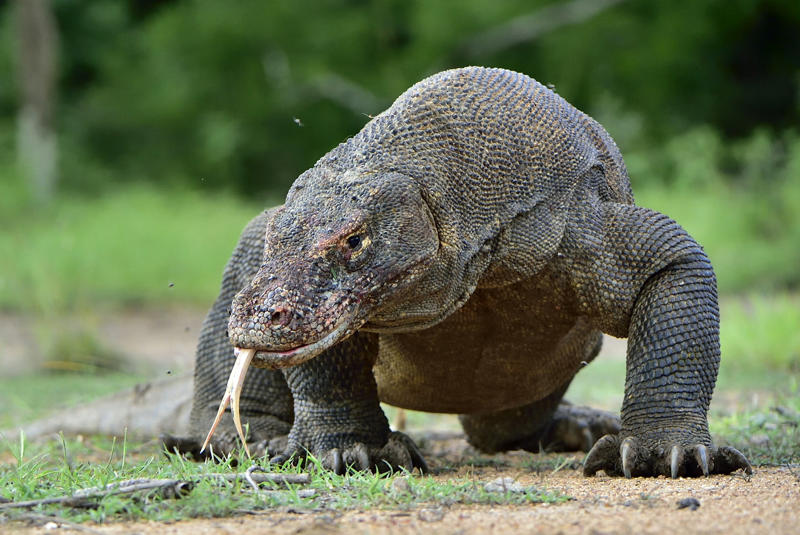 Biggest marsupial, Red kangaroo, Biggest lizard, Biggest bird, Biggest butterfly, Biggest animal on Earth, Biggest primate, Biggest rodent, Biggest bat, Biggest snake, Biggest fish, Biggest jellyfish, Biggest arthropod, Biggest bivalve