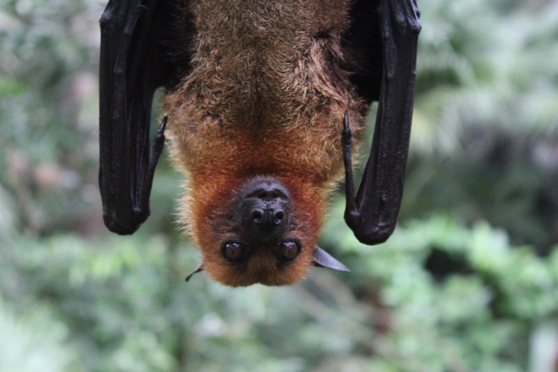 Biggest marsupial, Red kangaroo, Biggest lizard, Biggest bird, Biggest butterfly, Biggest animal on Earth, Biggest primate, Biggest rodent, Biggest bat, Biggest snake, Biggest fish, Biggest jellyfish, Biggest arthropod, Biggest bivalve
