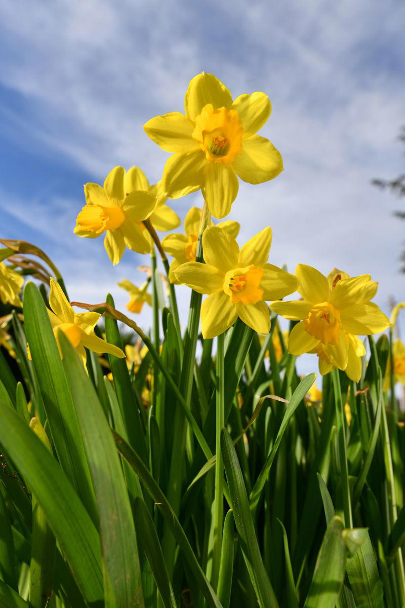7) Daffodils 1) Bearded Iris, 2) Rudbeckia Hirta (Black-Eyed Susan), 3) Hydrangeas, 4) Lavender, 6) Astereae (Asters), 7) Daffodils, 8) Monarda Didyma (Bee Balms), 9) Achillea (Yarrow), 10) Allium, 11) Tulips, 12) Solidago (Goldenrod), 14) Digitalis Dalmatian (Foxglove), 15) Leucanthemum (Shasta Daisy), 16) Stonecrop (Sedum), 17) Daylily (Hemerocallis), 18) Phlox, 19) Lupines, 20) Echinacea (Coneflowers), 21) Butterfly Bush (Summer Lilacs), 22) Hostas, 23) Mother of Thyme, 24) Clematis, 25) Amsonia (Blue Star), 26) False Indigo (Baptisia), 27) Coreopsis (Tickseed), 28) Salvias (Sage)