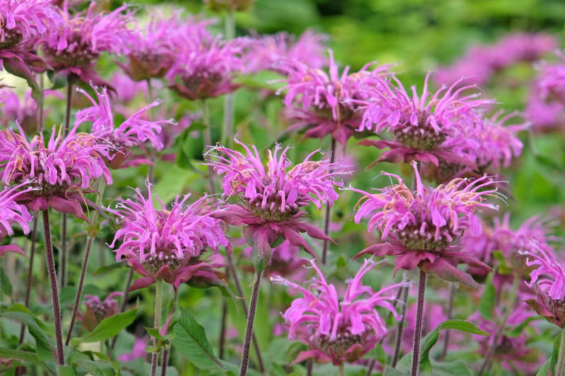 8) Monarda Didyma (Bee Balms) 1) Bearded Iris, 2) Rudbeckia Hirta (Black-Eyed Susan), 3) Hydrangeas, 4) Lavender, 6) Astereae (Asters), 7) Daffodils, 8) Monarda Didyma (Bee Balms), 9) Achillea (Yarrow), 10) Allium, 11) Tulips, 12) Solidago (Goldenrod), 14) Digitalis Dalmatian (Foxglove), 15) Leucanthemum (Shasta Daisy), 16) Stonecrop (Sedum), 17) Daylily (Hemerocallis), 18) Phlox, 19) Lupines, 20) Echinacea (Coneflowers), 21) Butterfly Bush (Summer Lilacs), 22) Hostas, 23) Mother of Thyme, 24) Clematis, 25) Amsonia (Blue Star), 26) False Indigo (Baptisia), 27) Coreopsis (Tickseed), 28) Salvias (Sage)