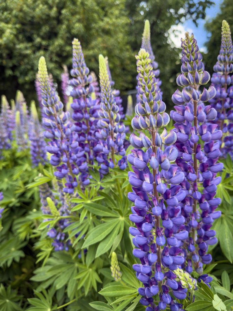 19) Lupines 1) Bearded Iris, 2) Rudbeckia Hirta (Black-Eyed Susan), 3) Hydrangeas, 4) Lavender, 6) Astereae (Asters), 7) Daffodils, 8) Monarda Didyma (Bee Balms), 9) Achillea (Yarrow), 10) Allium, 11) Tulips, 12) Solidago (Goldenrod), 14) Digitalis Dalmatian (Foxglove), 15) Leucanthemum (Shasta Daisy), 16) Stonecrop (Sedum), 17) Daylily (Hemerocallis), 18) Phlox, 19) Lupines, 20) Echinacea (Coneflowers), 21) Butterfly Bush (Summer Lilacs), 22) Hostas, 23) Mother of Thyme, 24) Clematis, 25) Amsonia (Blue Star), 26) False Indigo (Baptisia), 27) Coreopsis (Tickseed), 28) Salvias (Sage)