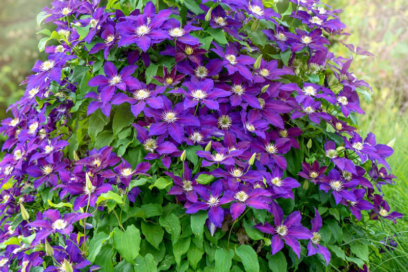 24) Clematis 1) Bearded Iris, 2) Rudbeckia Hirta (Black-Eyed Susan), 3) Hydrangeas, 4) Lavender, 6) Astereae (Asters), 7) Daffodils, 8) Monarda Didyma (Bee Balms), 9) Achillea (Yarrow), 10) Allium, 11) Tulips, 12) Solidago (Goldenrod), 14) Digitalis Dalmatian (Foxglove), 15) Leucanthemum (Shasta Daisy), 16) Stonecrop (Sedum), 17) Daylily (Hemerocallis), 18) Phlox, 19) Lupines, 20) Echinacea (Coneflowers), 21) Butterfly Bush (Summer Lilacs), 22) Hostas, 23) Mother of Thyme, 24) Clematis, 25) Amsonia (Blue Star), 26) False Indigo (Baptisia), 27) Coreopsis (Tickseed), 28) Salvias (Sage)