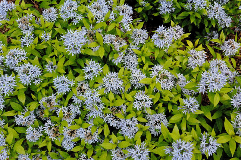 25) Amsonia (Blue Star) 1) Bearded Iris, 2) Rudbeckia Hirta (Black-Eyed Susan), 3) Hydrangeas, 4) Lavender, 6) Astereae (Asters), 7) Daffodils, 8) Monarda Didyma (Bee Balms), 9) Achillea (Yarrow), 10) Allium, 11) Tulips, 12) Solidago (Goldenrod), 14) Digitalis Dalmatian (Foxglove), 15) Leucanthemum (Shasta Daisy), 16) Stonecrop (Sedum), 17) Daylily (Hemerocallis), 18) Phlox, 19) Lupines, 20) Echinacea (Coneflowers), 21) Butterfly Bush (Summer Lilacs), 22) Hostas, 23) Mother of Thyme, 24) Clematis, 25) Amsonia (Blue Star), 26) False Indigo (Baptisia), 27) Coreopsis (Tickseed), 28) Salvias (Sage)