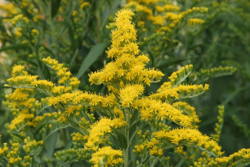 12) Solidago (Goldenrod) 1) Bearded Iris, 2) Rudbeckia Hirta (Black-Eyed Susan), 3) Hydrangeas, 4) Lavender, 6) Astereae (Asters), 7) Daffodils, 8) Monarda Didyma (Bee Balms), 9) Achillea (Yarrow), 10) Allium, 11) Tulips, 12) Solidago (Goldenrod), 14) Digitalis Dalmatian (Foxglove), 15) Leucanthemum (Shasta Daisy), 16) Stonecrop (Sedum), 17) Daylily (Hemerocallis), 18) Phlox, 19) Lupines, 20) Echinacea (Coneflowers), 21) Butterfly Bush (Summer Lilacs), 22) Hostas, 23) Mother of Thyme, 24) Clematis, 25) Amsonia (Blue Star), 26) False Indigo (Baptisia), 27) Coreopsis (Tickseed), 28) Salvias (Sage)
