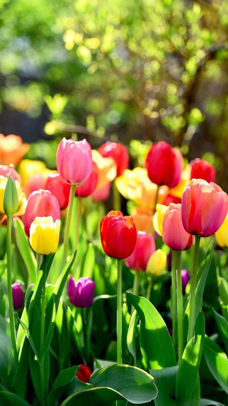 11) Tulips 1) Bearded Iris, 2) Rudbeckia Hirta (Black-Eyed Susan), 3) Hydrangeas, 4) Lavender, 6) Astereae (Asters), 7) Daffodils, 8) Monarda Didyma (Bee Balms), 9) Achillea (Yarrow), 10) Allium, 11) Tulips, 12) Solidago (Goldenrod), 14) Digitalis Dalmatian (Foxglove), 15) Leucanthemum (Shasta Daisy), 16) Stonecrop (Sedum), 17) Daylily (Hemerocallis), 18) Phlox, 19) Lupines, 20) Echinacea (Coneflowers), 21) Butterfly Bush (Summer Lilacs), 22) Hostas, 23) Mother of Thyme, 24) Clematis, 25) Amsonia (Blue Star), 26) False Indigo (Baptisia), 27) Coreopsis (Tickseed), 28) Salvias (Sage)