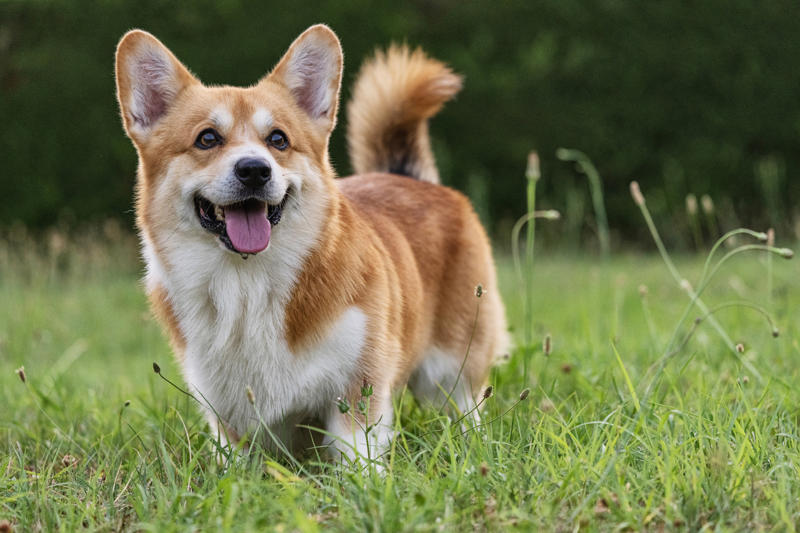 Border collie, German shepherd, Australian cattle dog, Golden retriever, Labrador retriever, Papillion, Miniature schnauzer, Australian shepherd