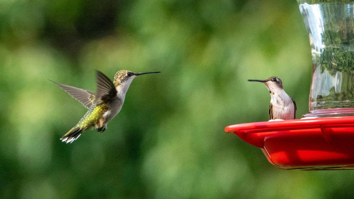 Place your hummingbird feeder near “food plants”, And close to places to perch, Follow the insects, A water feature nearby is a big plus
