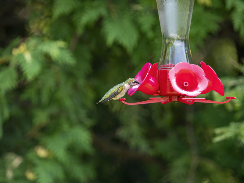 Place your hummingbird feeder near “food plants”, And close to places to perch, Follow the insects, A water feature nearby is a big plus