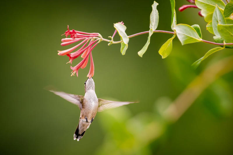 Place your hummingbird feeder near “food plants”, And close to places to perch, Follow the insects, A water feature nearby is a big plus