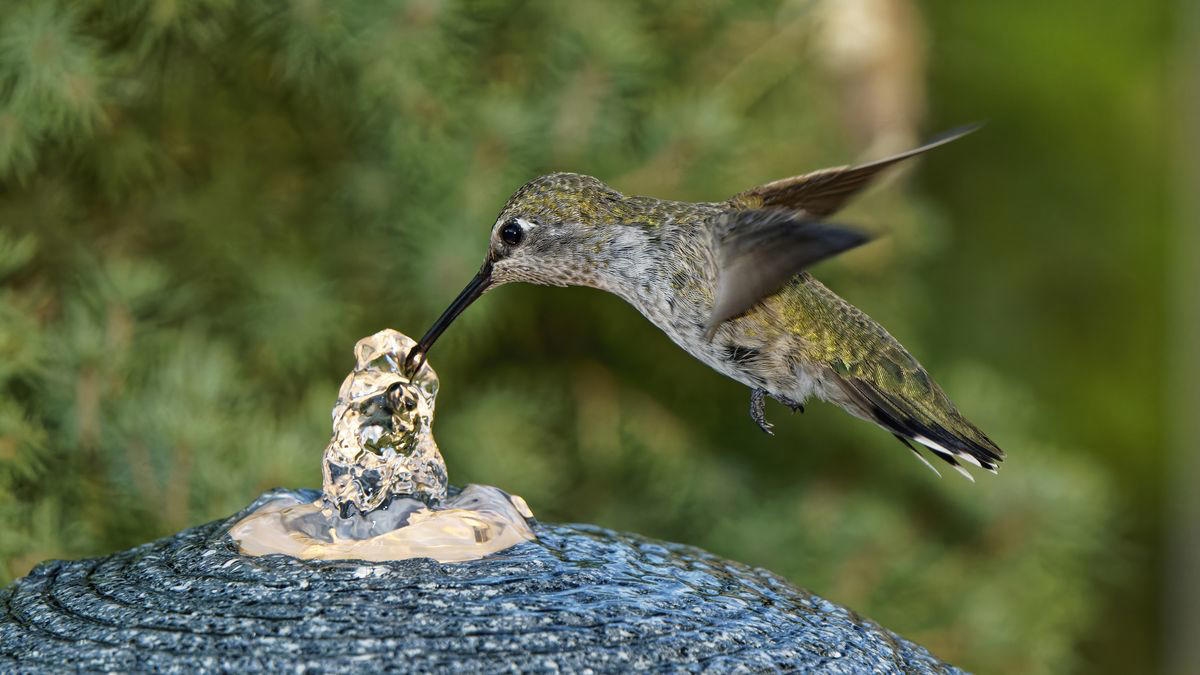 Place your hummingbird feeder near “food plants”, And close to places to perch, Follow the insects, A water feature nearby is a big plus