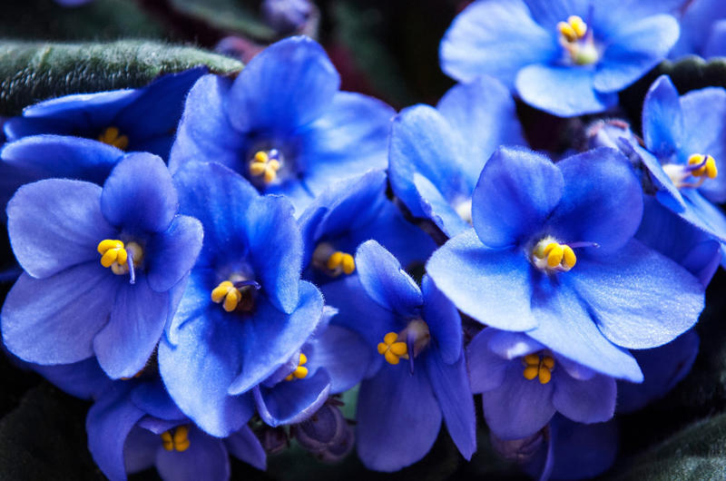 The 19th century The first flowers, Ancient Egypt, Ancient Greece, The 19th century, Floristry, Mother's Day, Floriography today, Flowers you shouldn't gift to someone, Giving flowers today