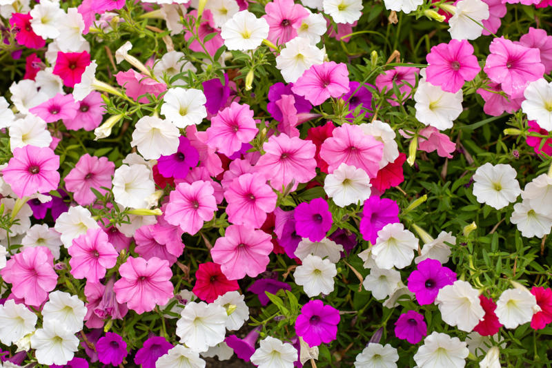 Flowers you shouldn't gift to someone The first flowers, Ancient Egypt, Ancient Greece, The 19th century, Floristry, Mother's Day, Floriography today, Flowers you shouldn't gift to someone, Giving flowers today