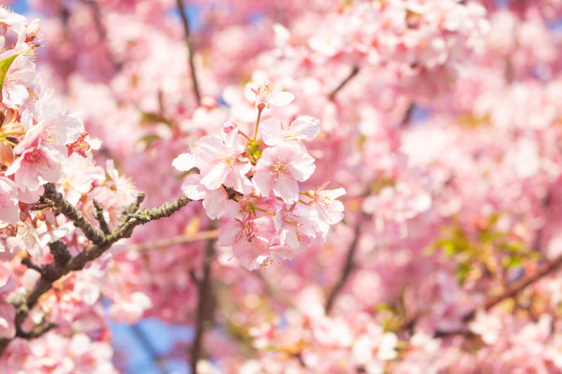 Japan The first flowers, Ancient Egypt, Ancient Greece, The 19th century, Floristry, Mother's Day, Floriography today, Flowers you shouldn't gift to someone, Giving flowers today