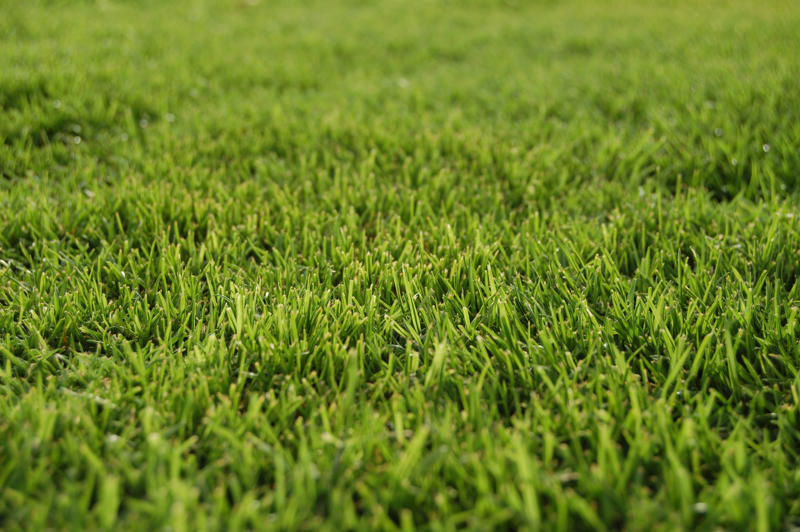 Bermuda grass, Bluegrass, Sagebrush, Ribwort plantain, Lamb's quarters