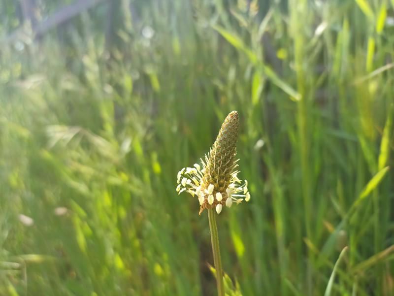 Bermuda grass, Bluegrass, Sagebrush, Ribwort plantain, Lamb's quarters