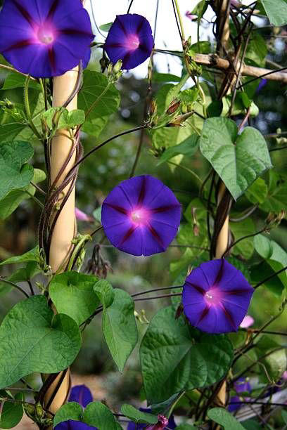 7) Morning Glory 3) Cosmos, 5) Love in a Mist, 7) Morning Glory, 9) Moss Rose