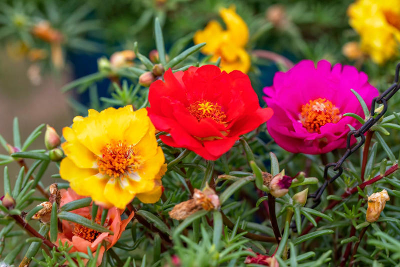 9) Moss Rose 3) Cosmos, 5) Love in a Mist, 7) Morning Glory, 9) Moss Rose