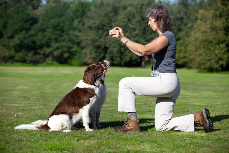 Learn how to train Understanding the purpose, That said, it’s perfect if you’re not ready for commitment, Puppies!, Creating a safe space, Playing nurse, Manage your expectations, Sufficient space, If you’re especially emotionally strong..., Signs of previous abuse, Learn how to train, Tell the rescue group about yourself, Be the dog's advocate, Remember, Some things you might need, You won’t make money, but it’ll be valuable, Where to start?