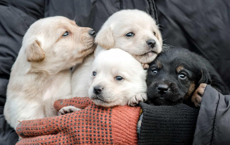 Puppies! Understanding the purpose, That said, it’s perfect if you’re not ready for commitment, Puppies!, Creating a safe space, Playing nurse, Manage your expectations, Sufficient space, If you’re especially emotionally strong..., Signs of previous abuse, Learn how to train, Tell the rescue group about yourself, Be the dog's advocate, Remember, Some things you might need, You won’t make money, but it’ll be valuable, Where to start?