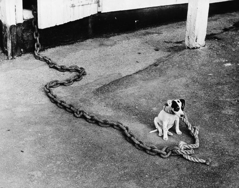 Ancient partnership, From wild beasts to best friends, Biophilia, Caregiving instincts, The brain’s reward centers, Empathy and compassionate hearts, The hierarchy of humanity, Cute vs. creepy, Animals in religion and spirituality, Modern pet parenthood, Lack of exposure, Time, money, and responsibility, Social and cultural pressures, Cruelty and pathology
