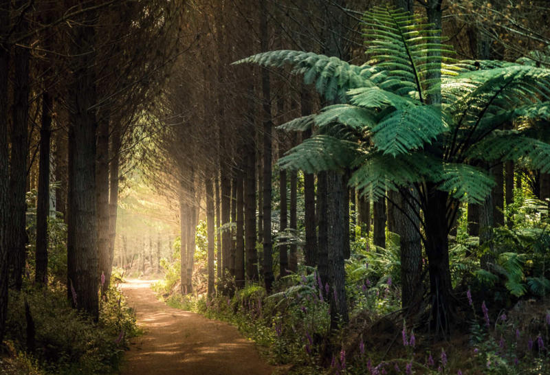 Raukumara Forest, New Zealand Epirus, Greece, Eigg, Scotland, Phobjikha Valley, Bhutan, Bardsey Island, Wales, Julian Alps, Slovenia, Tarragona, Spain, Ericeira, Portugal, Panauti, Nepal, Lech-Zurs, Austria, Molise, Italy, Raukumara Forest, New Zealand, Prague, Czech Republic, Brittany, France, Helsinki, Finland, Barbados