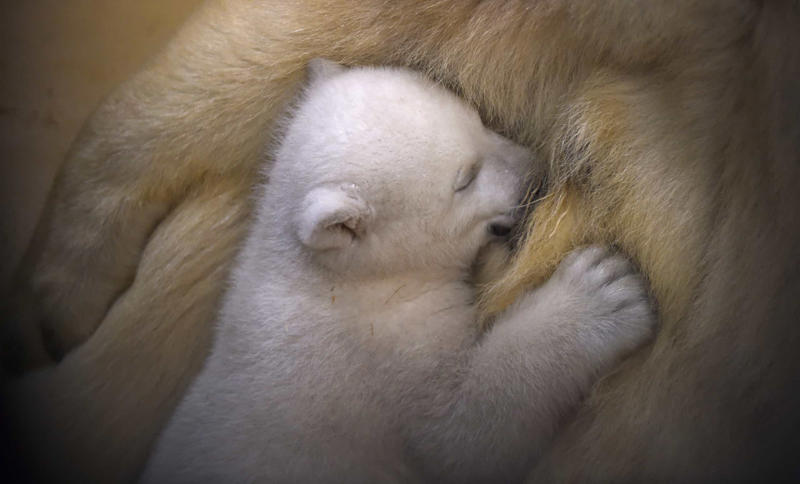 Mama Joy, Zurich, Sea lions, Munich, Mama Elli and two-day-old Inge, Berlin, Mama Yang Yang and cub Fu Hu, Vienna, Mama Hua Zui Ba and baby Chulina, Madrid, Mama and baby fox, Mama macaque and baby, Sofia, Mama and baby elephant, Sri Lanka, Mama kangaroo and her joey, Australia, Mama sheep and her lamb, Poland, Mama lioness and cub, Mama and baby cheetah, Maasai Mara National Reserve, Mama and kitten, Momma and newborn ring-tailed lemur, Italy, Mama carries albino red-necked wallaby joey, Czech Republic, Walrus Dyna and her calf, Germany, Mama Sulli plays with her baby, Spain, Polar bear mama Valeska and her cub, Germany, Monkey lovin, Guangzhou, Otter pup and its mother, USA, Baby hippo swims with its mother, Maruska, in Czech Republic, Baby Debbie swims next to momma Delphi, Germany, Mother Keren Peles and her newborn, Israel, Manatee calf and its mom, USA, Baby elephant and its mother, Nepal, A lioness plays with her cub, Bosnia and Herzegovina