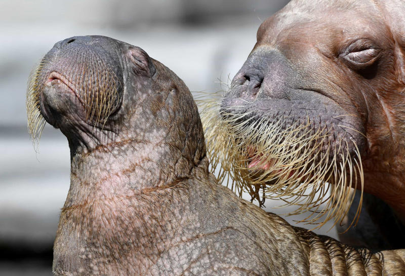 Mama Joy, Zurich, Sea lions, Munich, Mama Elli and two-day-old Inge, Berlin, Mama Yang Yang and cub Fu Hu, Vienna, Mama Hua Zui Ba and baby Chulina, Madrid, Mama and baby fox, Mama macaque and baby, Sofia, Mama and baby elephant, Sri Lanka, Mama kangaroo and her joey, Australia, Mama sheep and her lamb, Poland, Mama lioness and cub, Mama and baby cheetah, Maasai Mara National Reserve, Mama and kitten, Momma and newborn ring-tailed lemur, Italy, Mama carries albino red-necked wallaby joey, Czech Republic, Walrus Dyna and her calf, Germany, Mama Sulli plays with her baby, Spain, Polar bear mama Valeska and her cub, Germany, Monkey lovin, Guangzhou, Otter pup and its mother, USA, Baby hippo swims with its mother, Maruska, in Czech Republic, Baby Debbie swims next to momma Delphi, Germany, Mother Keren Peles and her newborn, Israel, Manatee calf and its mom, USA, Baby elephant and its mother, Nepal, A lioness plays with her cub, Bosnia and Herzegovina