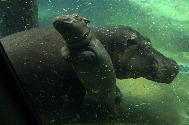 Mama Joy, Zurich, Sea lions, Munich, Mama Elli and two-day-old Inge, Berlin, Mama Yang Yang and cub Fu Hu, Vienna, Mama Hua Zui Ba and baby Chulina, Madrid, Mama and baby fox, Mama macaque and baby, Sofia, Mama and baby elephant, Sri Lanka, Mama kangaroo and her joey, Australia, Mama sheep and her lamb, Poland, Mama lioness and cub, Mama and baby cheetah, Maasai Mara National Reserve, Mama and kitten, Momma and newborn ring-tailed lemur, Italy, Mama carries albino red-necked wallaby joey, Czech Republic, Walrus Dyna and her calf, Germany, Mama Sulli plays with her baby, Spain, Polar bear mama Valeska and her cub, Germany, Monkey lovin, Guangzhou, Otter pup and its mother, USA, Baby hippo swims with its mother, Maruska, in Czech Republic, Baby Debbie swims next to momma Delphi, Germany, Mother Keren Peles and her newborn, Israel, Manatee calf and its mom, USA, Baby elephant and its mother, Nepal, A lioness plays with her cub, Bosnia and Herzegovina