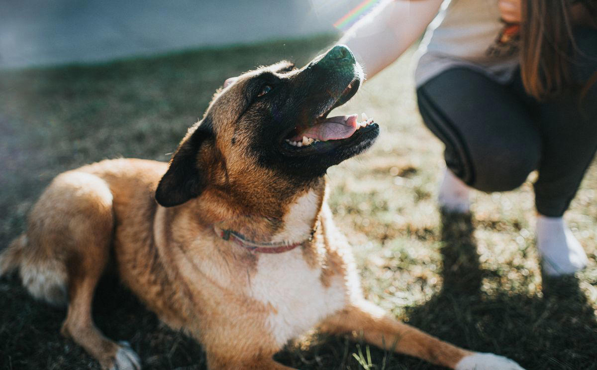 Classic Grandma Dog Names, Vintage Glam Dog Names, Southern Belle Dog Names, Aristocratic and Regal Dog Names, Old-Fashioned Nicknames, Quirky and Underrated Favorites, Unexpectedly Adorable