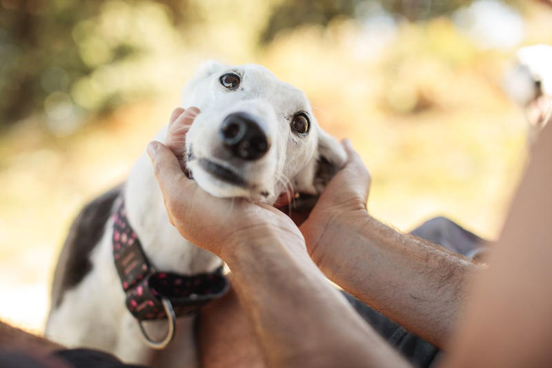 Classic Grandma Dog Names, Vintage Glam Dog Names, Southern Belle Dog Names, Aristocratic and Regal Dog Names, Old-Fashioned Nicknames, Quirky and Underrated Favorites, Unexpectedly Adorable