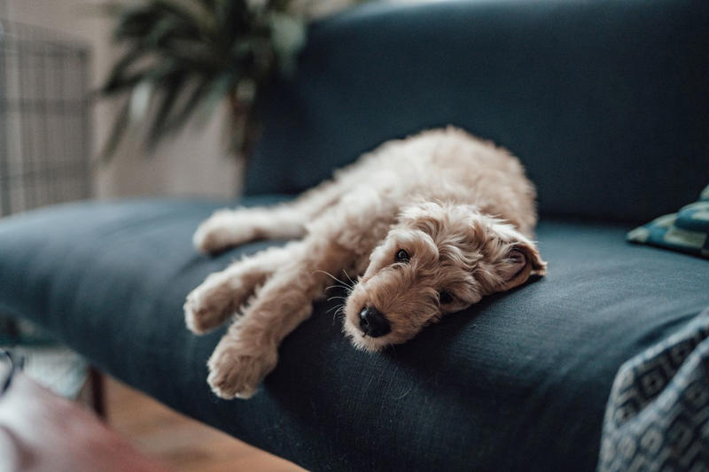 Classic Grandma Dog Names, Vintage Glam Dog Names, Southern Belle Dog Names, Aristocratic and Regal Dog Names, Old-Fashioned Nicknames, Quirky and Underrated Favorites, Unexpectedly Adorable