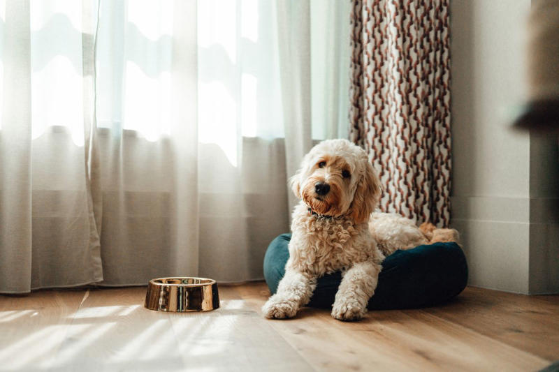 Classic Grandma Dog Names, Vintage Glam Dog Names, Southern Belle Dog Names, Aristocratic and Regal Dog Names, Old-Fashioned Nicknames, Quirky and Underrated Favorites, Unexpectedly Adorable