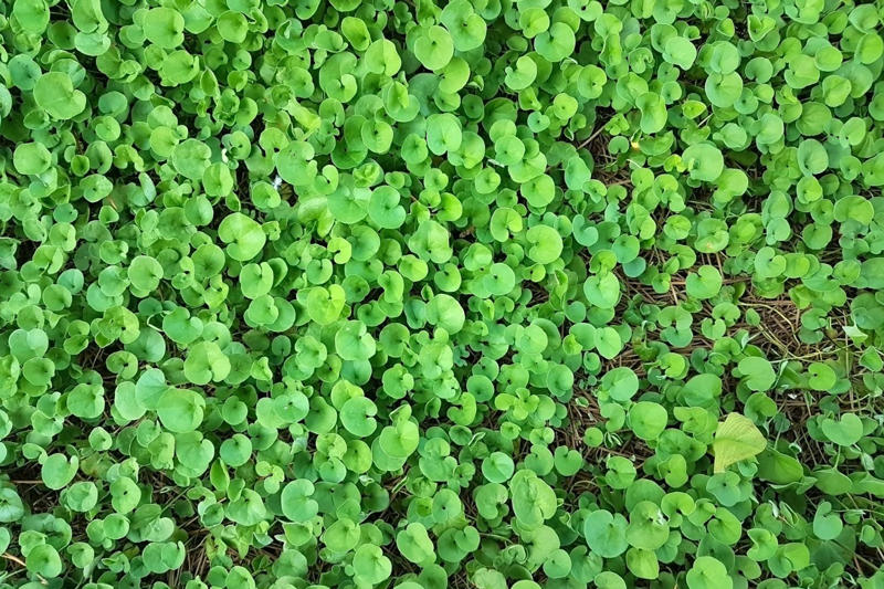 Benefits of having a non-grass lawn , Grass vs lawn alternatives, Different plants you can use as lawn alternatives, Reasons your garden may need a lawn alternative, Installing and growing an alternative lawn , Lawn alternative maintenance and care, Foot traffic on your ‘no-mow’ lawn 