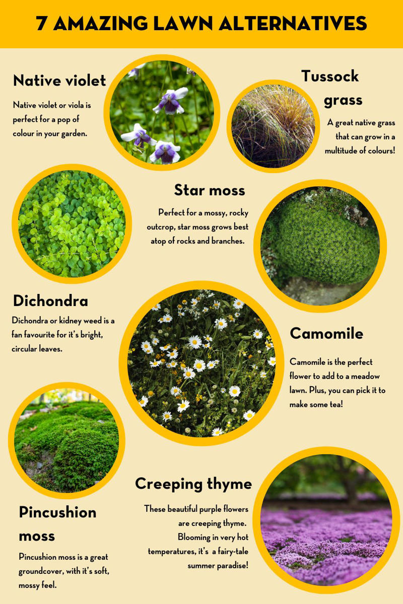 Benefits of having a non-grass lawn , Grass vs lawn alternatives, Different plants you can use as lawn alternatives, Reasons your garden may need a lawn alternative, Installing and growing an alternative lawn , Lawn alternative maintenance and care, Foot traffic on your ‘no-mow’ lawn