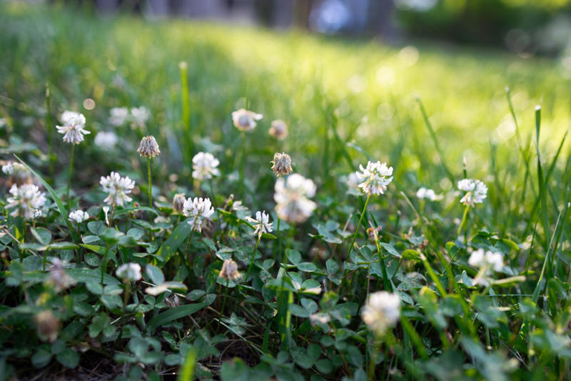 Benefits of having a non-grass lawn , Grass vs lawn alternatives, Different plants you can use as lawn alternatives, Reasons your garden may need a lawn alternative, Installing and growing an alternative lawn , Lawn alternative maintenance and care, Foot traffic on your ‘no-mow’ lawn 