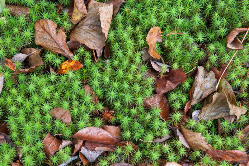 Benefits of having a non-grass lawn , Grass vs lawn alternatives, Different plants you can use as lawn alternatives, Reasons your garden may need a lawn alternative, Installing and growing an alternative lawn , Lawn alternative maintenance and care, Foot traffic on your ‘no-mow’ lawn 