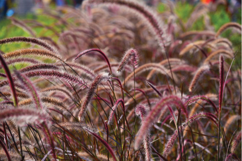 Benefits of having a non-grass lawn , Grass vs lawn alternatives, Different plants you can use as lawn alternatives, Reasons your garden may need a lawn alternative, Installing and growing an alternative lawn , Lawn alternative maintenance and care, Foot traffic on your ‘no-mow’ lawn 