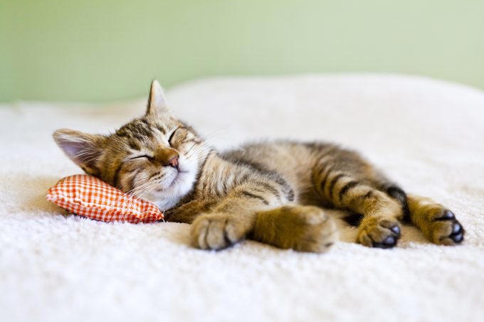 Myth 1: Cats are nocturnal, Myth 2: Cats are not trainable, Myth 3: Cats are low-maintenance pets, Myth 4: Cats like to be alone and aren’t loving like dogs, Myth 5: Milk is a great treat for cats, Myth 7: A purring cat equals a happy cat, Myth 8: Declawing is not harmful, Myth 9: Cats hate water, Myth 10: Indoor cats live longer, Myth 11: Cats and dogs can’t get along, Myth 12: Cats always land on their feet, Myth 13: Dry food is better than wet food, Myth 14: All cats love catnip, About the experts, Why trust us