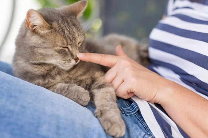 Myth 1: Cats are nocturnal, Myth 2: Cats are not trainable, Myth 3: Cats are low-maintenance pets, Myth 4: Cats like to be alone and aren’t loving like dogs, Myth 5: Milk is a great treat for cats, Myth 7: A purring cat equals a happy cat, Myth 8: Declawing is not harmful, Myth 9: Cats hate water, Myth 10: Indoor cats live longer, Myth 11: Cats and dogs can’t get along, Myth 12: Cats always land on their feet, Myth 13: Dry food is better than wet food, Myth 14: All cats love catnip, About the experts, Why trust us