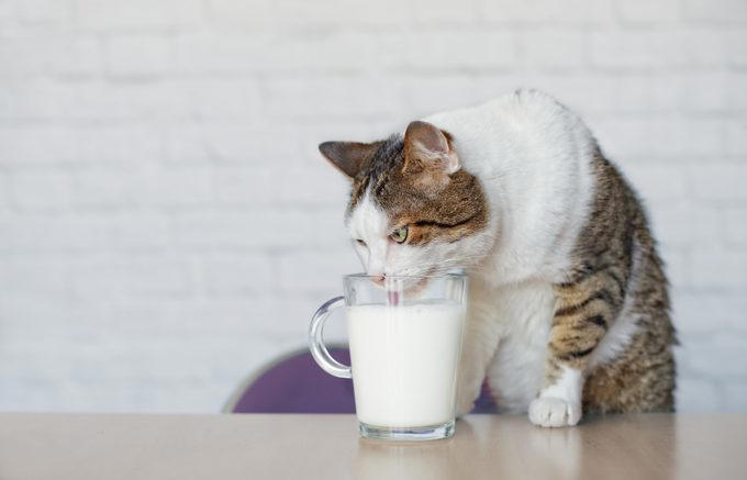 Myth 1: Cats are nocturnal, Myth 2: Cats are not trainable, Myth 3: Cats are low-maintenance pets, Myth 4: Cats like to be alone and aren’t loving like dogs, Myth 5: Milk is a great treat for cats, Myth 7: A purring cat equals a happy cat, Myth 8: Declawing is not harmful, Myth 9: Cats hate water, Myth 10: Indoor cats live longer, Myth 11: Cats and dogs can’t get along, Myth 12: Cats always land on their feet, Myth 13: Dry food is better than wet food, Myth 14: All cats love catnip, About the experts, Why trust us