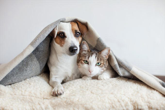 Myth 1: Cats are nocturnal, Myth 2: Cats are not trainable, Myth 3: Cats are low-maintenance pets, Myth 4: Cats like to be alone and aren’t loving like dogs, Myth 5: Milk is a great treat for cats, Myth 7: A purring cat equals a happy cat, Myth 8: Declawing is not harmful, Myth 9: Cats hate water, Myth 10: Indoor cats live longer, Myth 11: Cats and dogs can’t get along, Myth 12: Cats always land on their feet, Myth 13: Dry food is better than wet food, Myth 14: All cats love catnip, About the experts, Why trust us