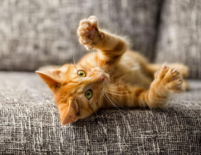 Myth 1: Cats are nocturnal, Myth 2: Cats are not trainable, Myth 3: Cats are low-maintenance pets, Myth 4: Cats like to be alone and aren’t loving like dogs, Myth 5: Milk is a great treat for cats, Myth 7: A purring cat equals a happy cat, Myth 8: Declawing is not harmful, Myth 9: Cats hate water, Myth 10: Indoor cats live longer, Myth 11: Cats and dogs can’t get along, Myth 12: Cats always land on their feet, Myth 13: Dry food is better than wet food, Myth 14: All cats love catnip, About the experts, Why trust us