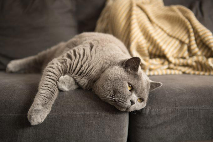 Myth 1: Cats are nocturnal, Myth 2: Cats are not trainable, Myth 3: Cats are low-maintenance pets, Myth 4: Cats like to be alone and aren’t loving like dogs, Myth 5: Milk is a great treat for cats, Myth 7: A purring cat equals a happy cat, Myth 8: Declawing is not harmful, Myth 9: Cats hate water, Myth 10: Indoor cats live longer, Myth 11: Cats and dogs can’t get along, Myth 12: Cats always land on their feet, Myth 13: Dry food is better than wet food, Myth 14: All cats love catnip, About the experts, Why trust us