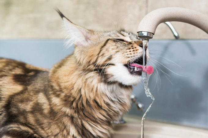 Myth 1: Cats are nocturnal, Myth 2: Cats are not trainable, Myth 3: Cats are low-maintenance pets, Myth 4: Cats like to be alone and aren’t loving like dogs, Myth 5: Milk is a great treat for cats, Myth 7: A purring cat equals a happy cat, Myth 8: Declawing is not harmful, Myth 9: Cats hate water, Myth 10: Indoor cats live longer, Myth 11: Cats and dogs can’t get along, Myth 12: Cats always land on their feet, Myth 13: Dry food is better than wet food, Myth 14: All cats love catnip, About the experts, Why trust us